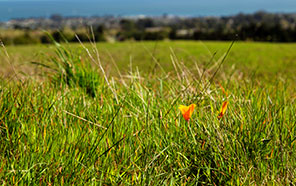 Field with poppy